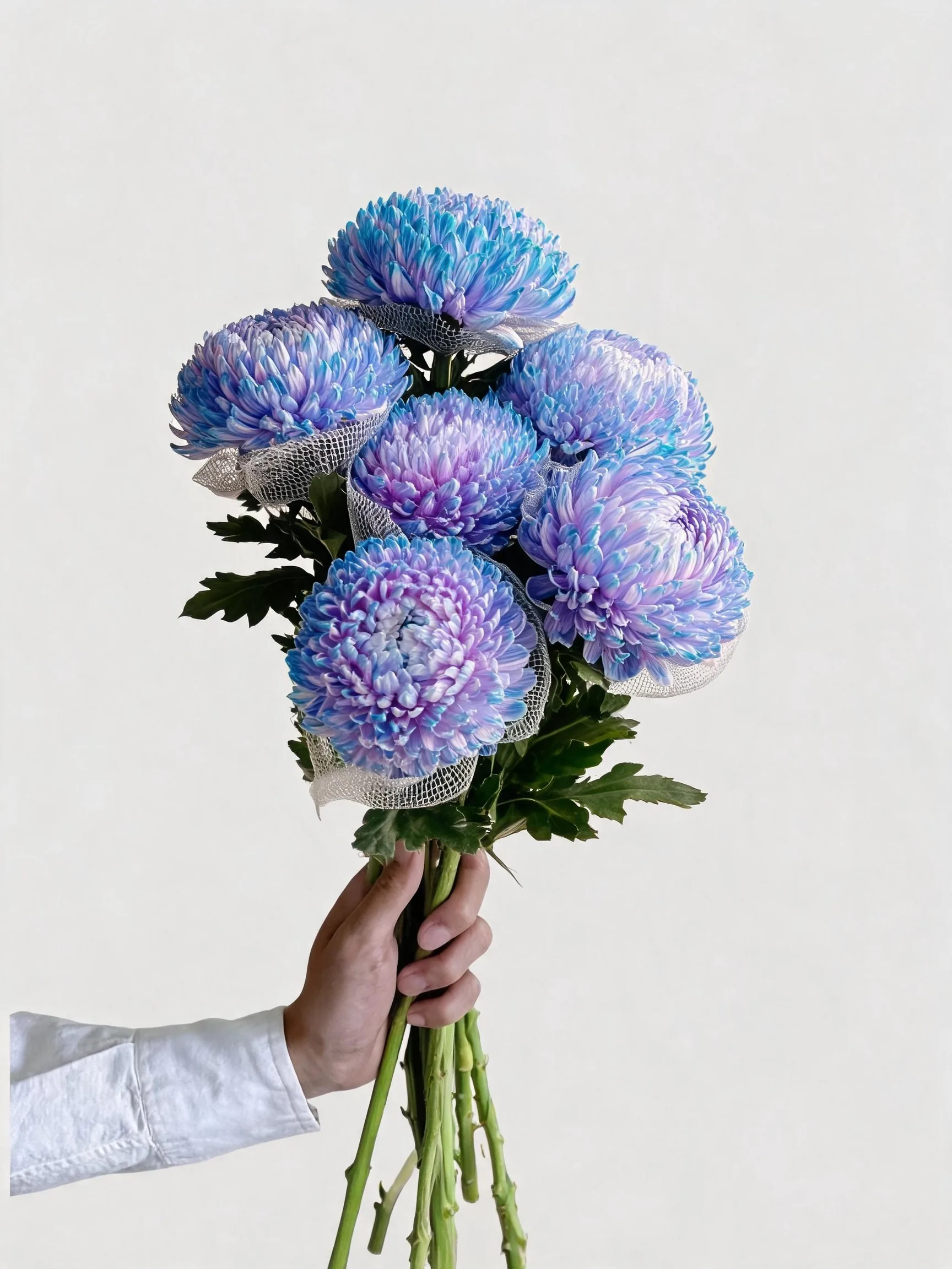 年宵花 · 牡丹菊